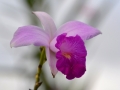 17Orchide, Arenal.jpg