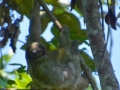 39Dovendyr, La Fortuna.jpg