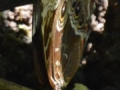 46Sommerfugl, La Fortuna.jpg