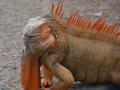 Leguan, La Muelle