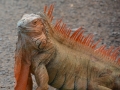 Leguan, La Muelle