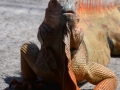 Leguan, La Muelle