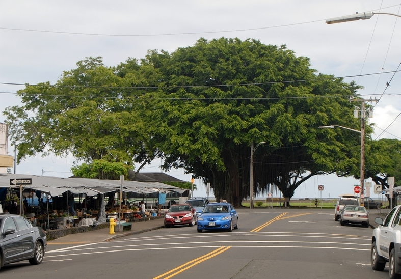 Banyantræ, Hilo, Big Island