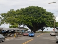 Banyantræ, Hilo, Big Island