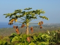 Big Island