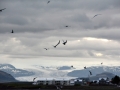 Havterner, Høfn