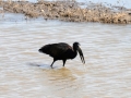 åbennæbet stork, chobe