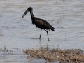 åbennæbet stork2, chobe