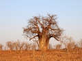 ældste baobab i botswana, 3000 år, chobe