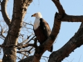 afrikansk fiskeørn, chobe