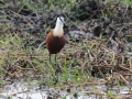 afrikansk jacana eller bladhøne, chobe