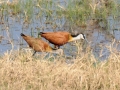 afrikanske jacanas eller bladhøns, moremi