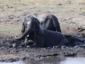 badende elefanter16 ved chobe-floden