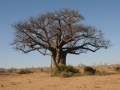 baobab,chobe