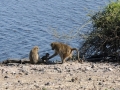 bavianer4, chobe
