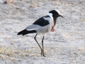 blacksmith lapwing, moremi