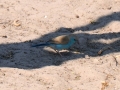 blue waxbill, moremi