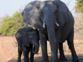 elefant33, chobe