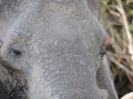 elefant8, chobe