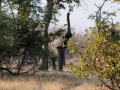 elefanter i bushen5, moremi
