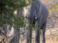 elefanter i bushen7, moremi