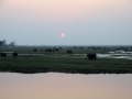 elefanter og solnedgang ved chobe-floden1