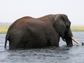 elefanter ved chobe-floden, kasane14