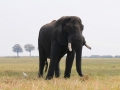 elefanter ved chobe-floden, kasane17