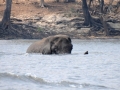 elefanter ved chobe-floden, kasane6