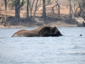 elefanter ved chobe-floden, kasane8