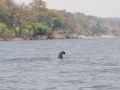 elefanter ved chobe-floden, kasane9