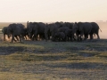 elefanter ved chobe-floden10