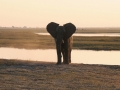 elefanter ved chobe-floden12
