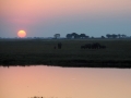 elefanter ved chobe-floden15
