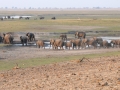 elefanter ved chobe-floden21