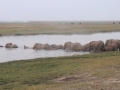 elefanter ved chobe-floden28