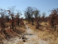 elefantveksel, savuti