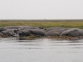 flodhest14, chobe