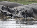 flodhest15, chobe