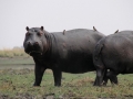 flodhest19, chobe