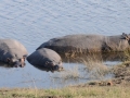 flodhest8, chobe