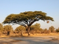 fuglereder i akacietræ, moremi-khwai