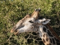 giraf (gammel han)1, chobe