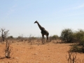 giraf (gammel han)4, chobe
