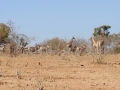 giraf, zebra og roanantilope, chobe
