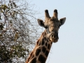 giraf1, savuti