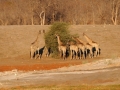 giraf10, savuti