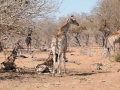 giraf15, chobe