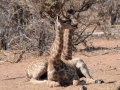 giraf18, chobe