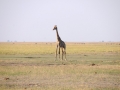 giraf21, chobe